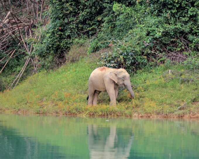Cheow Larn Lake - Hiking - Cave Explore - Wildlife Safari - Frequently Asked Questions