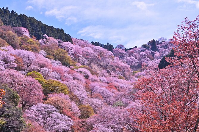 Cherry Blossom Buddha and Mt.Yoshino With Strawberry Picking Tour - Exploring Mount Yoshino and Cherry Blossoms
