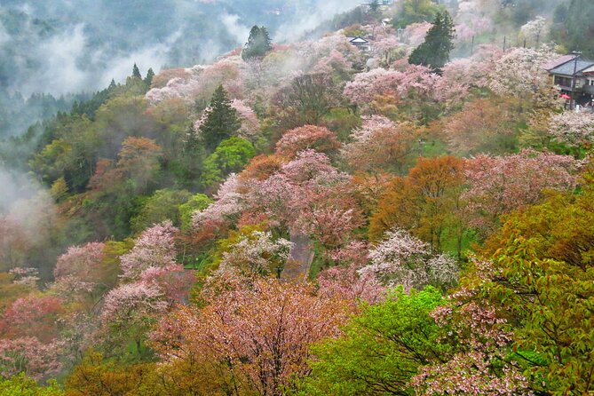 Cherry Blossom Buddha and Mt.Yoshino With Strawberry Picking Tour - Tsubosaka Temple and the Cherry Blossom Buddha