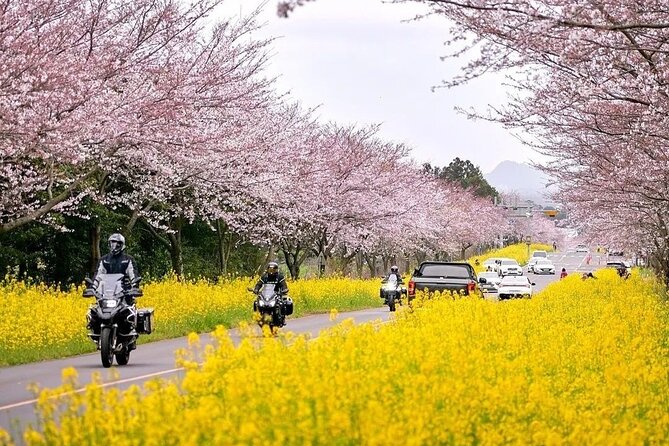 Cherry Blossom East Day Tour in Jeju - Pick-Up Details