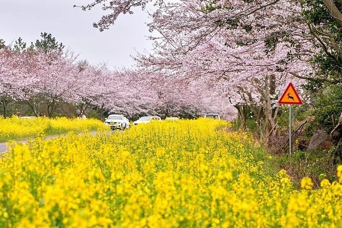Cherry Blossom East Day Tour in Jeju - Booking Information