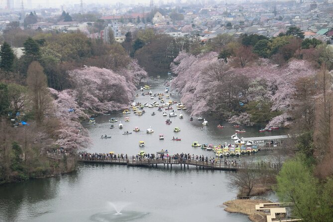 Cherry Blossom Guided Tour At Inokashira Park Kichijoji - Highlights of Inokashira Park