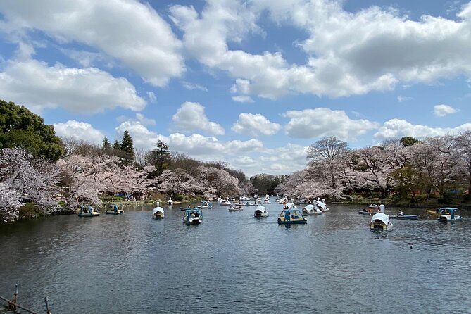 Cherry Blossom Guided Tour At Inokashira Park Kichijoji - Booking and Pricing Details