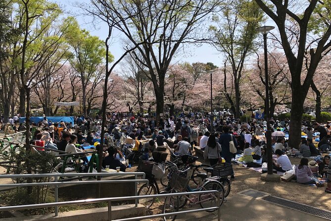 Cherry Blossom Guided Tour At Inokashira Park Kichijoji - Cancellation Policy