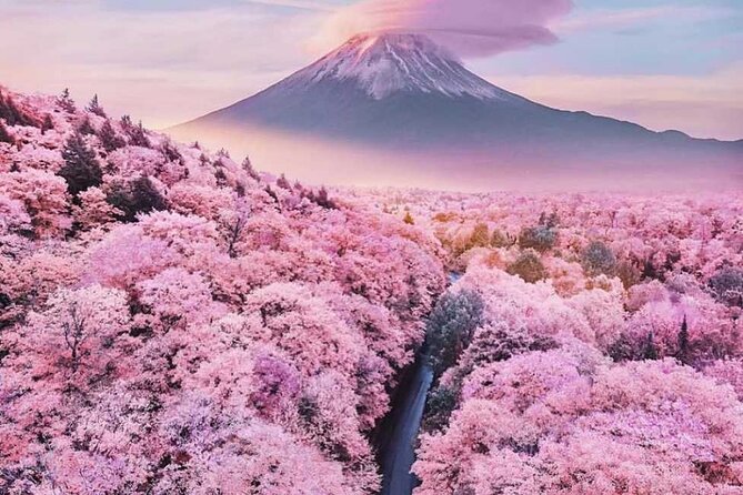 Cherry Blossom Mount Fuji Customizable Luxury Vehicle Guided Tour - Discover Mount Fuji