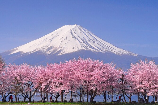 Cherry Blossom Mount Fuji Customizable Luxury Vehicle Guided Tour - Customizable Experiences