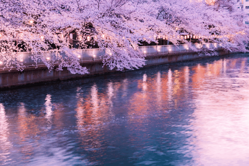 Cherry Blossom Private Tour - Key Points