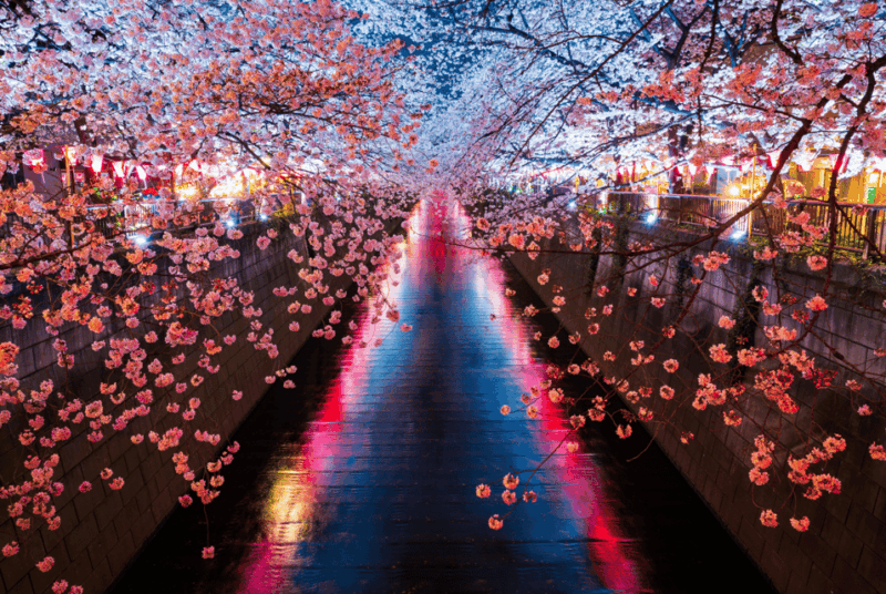 Cherry Blossom Private Tour - Itinerary Details