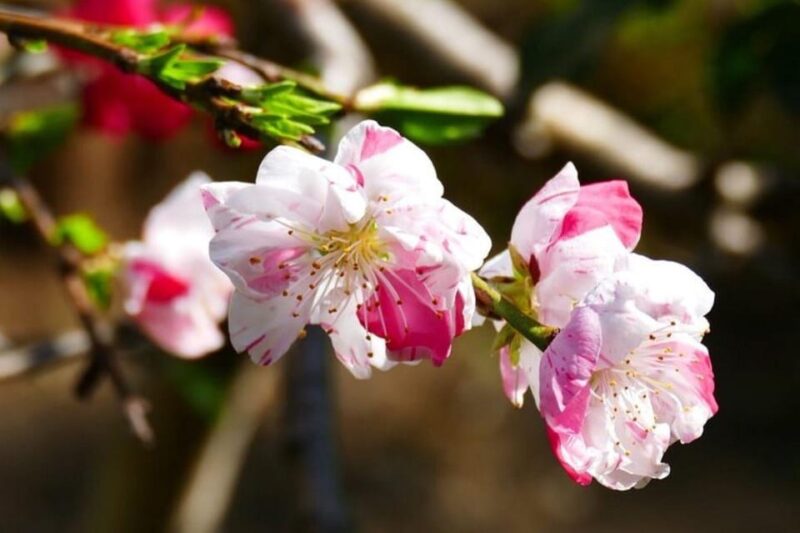 Cherry Blossom Private Tour - Pickup and Drop-off Locations