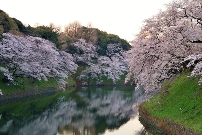 Cherry Blossom Private Tour - Tour Inclusions