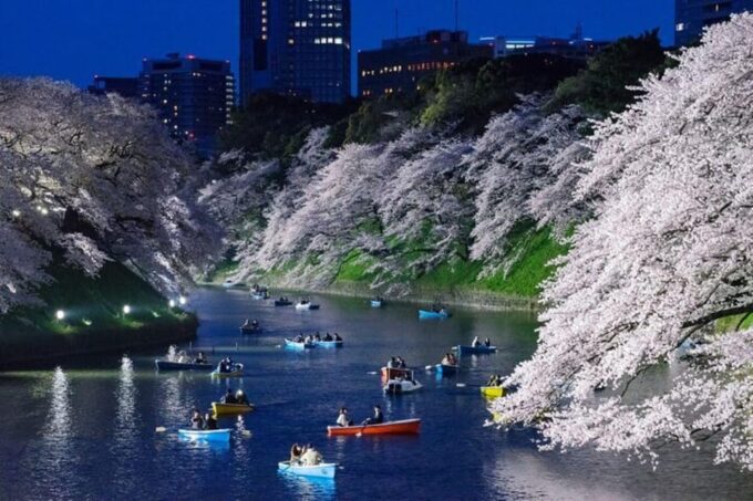 Cherry Blossom Private Tour - Booking Information