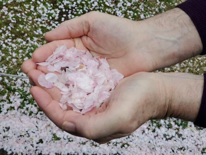 Cherry Blossom Private Tour - Accessibility and Cancellation Policy