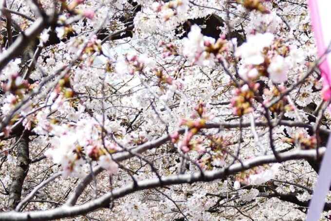 Cherry Blossom Private Tour - Tour Languages