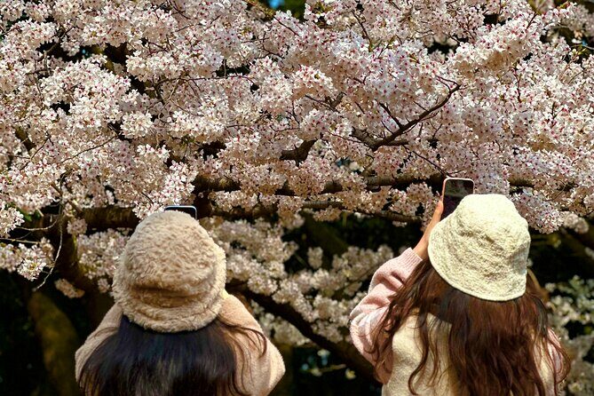 Cherry Blossom Tour in East Jeju Island & Women Divers Show - An In-Depth Review of the Tour Experience