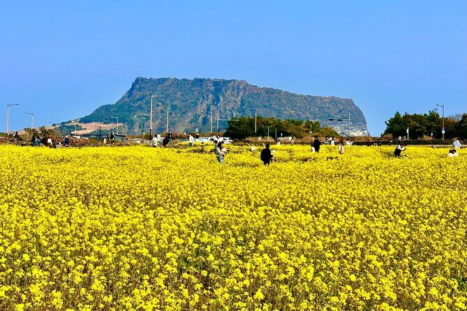 Cherry Blossom Tour in East Jeju Island & Women Divers Show - FAQ