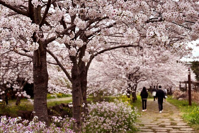 Cherry Blossom Tour in South Jeju Island & Tangerine Cafe - Starting the Day at Hallasan National Park