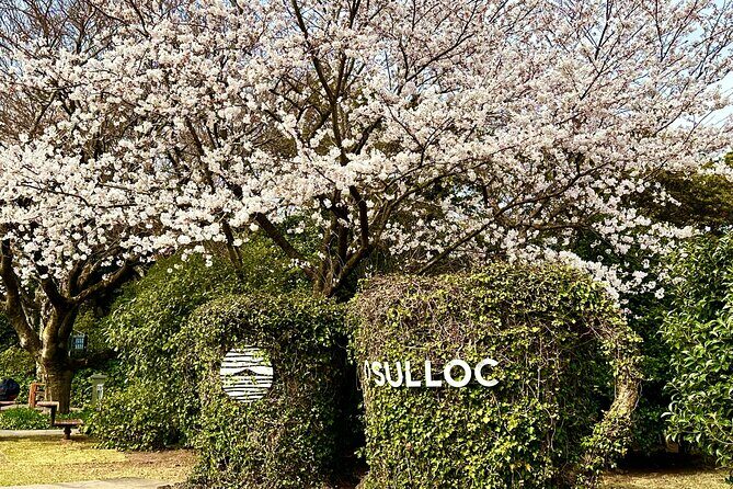 Cherry Blossom Tour in South Jeju Island & Tangerine Cafe - Tangerine Café: Savoring Local Flavors