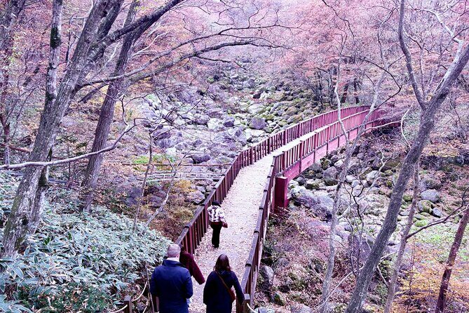 Cherry Blossom Tour in South Jeju Island & Tangerine Cafe - Relaxing at Osulloc Tea Museum