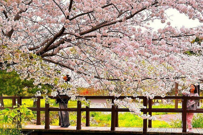 Cherry Blossom Tour in South Jeju Island & Tangerine Cafe - Skincare at Innisfree Jeju House