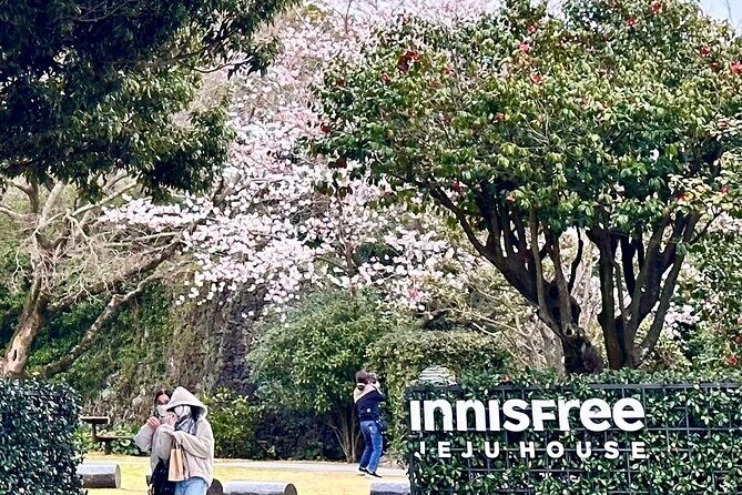 Cherry Blossom Tour in South Jeju Island & Tangerine Cafe - Evening at Dongmun Market