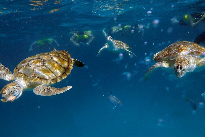 Ches snorkel cruise! turtles & shipwrecks (semi private) - Why Choose Chess Snorkel Tour?
