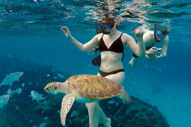 Ches snorkel cruise! turtles & shipwrecks (semi private) - Pricing & Value
