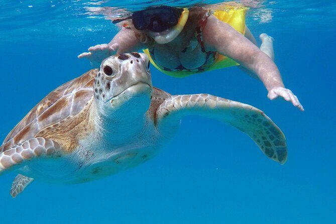 Ches snorkel cruise! turtles & shipwrecks (semi private) - Final Words