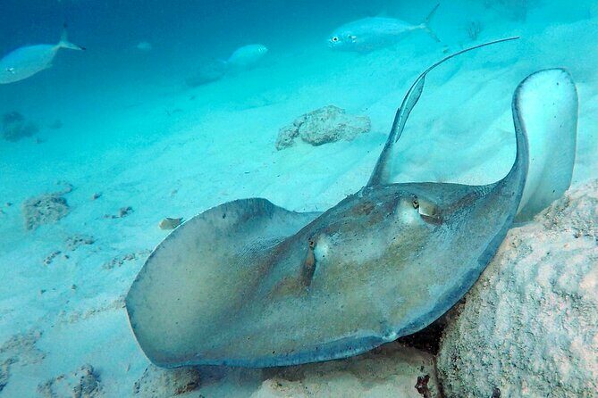 Ches snorkel cruise! turtles & shipwrecks (semi private) - FAQs