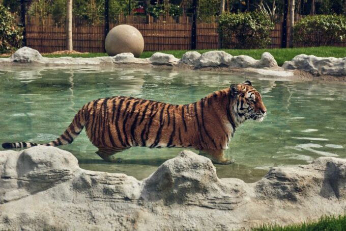 Chessington World of Adventures Resort: Entrance Ticket - Important Information for Visitors