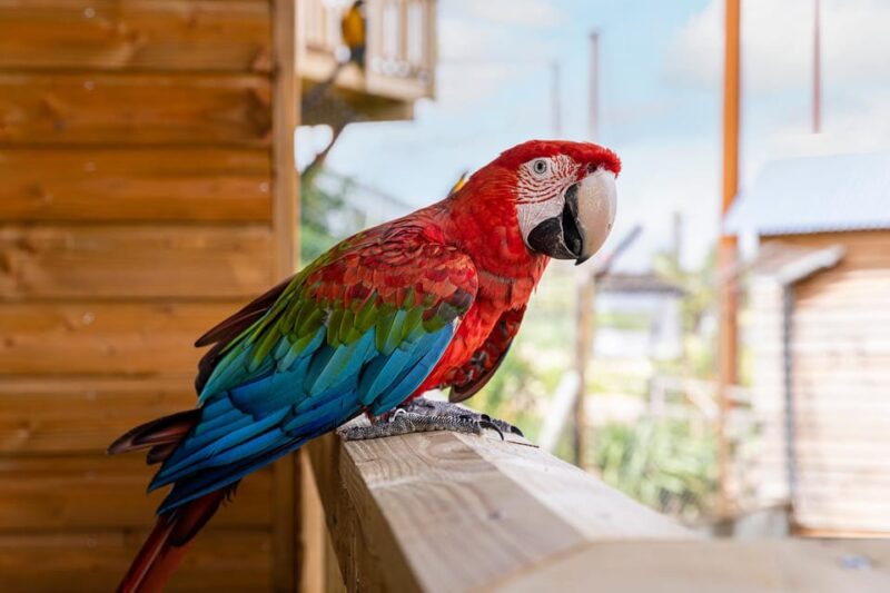 Chessy: Parrot World Immersive Animal Park Day Pass - Animal Encounters and Education