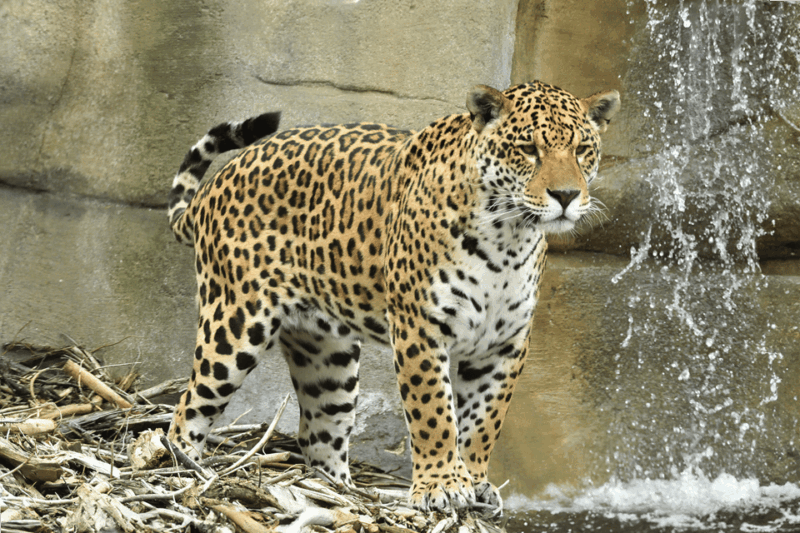 Chessy: Parrot World Immersive Animal Park Day Pass - Participant Details