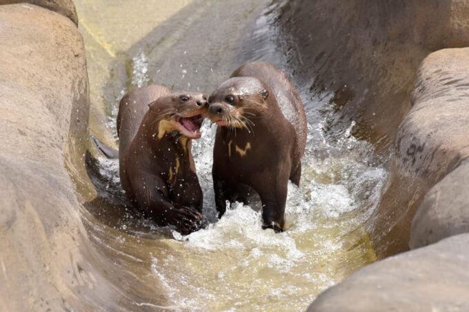 Chessy: Parrot World Immersive Animal Park Day Pass - Customer Reviews