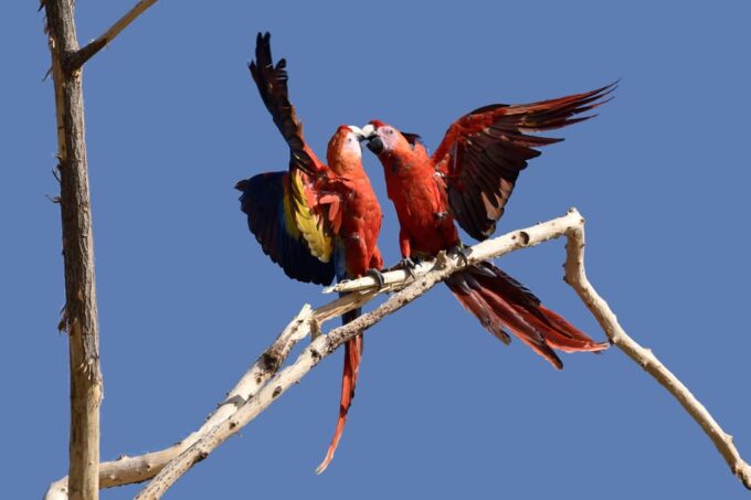 Chessy: Parrot World Immersive Animal Park Day Pass - Accessibility and Inclusivity