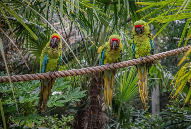 Chester: Chester Zoo Entry Ticket - Endangered Species Encounters