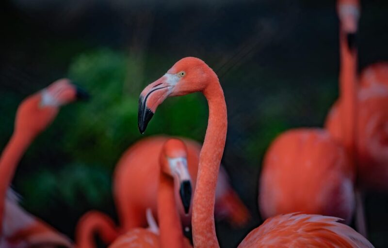 Chester: Chester Zoo Entry Ticket - On-site Dining Options