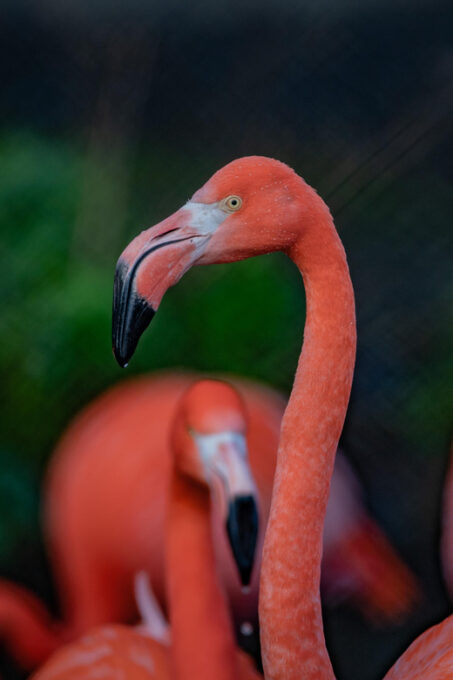 Chester: Chester Zoo Entry Ticket - Visitor Guidelines