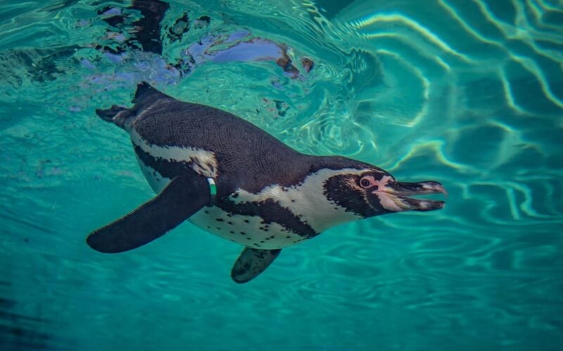 Chester: Chester Zoo Entry Ticket - Frequently Asked Questions