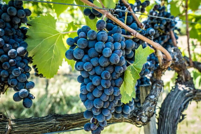 Chianciano Terme: Private Guided Winery Tour & Wine Tasting - Accompanying Tuscan Delicacies