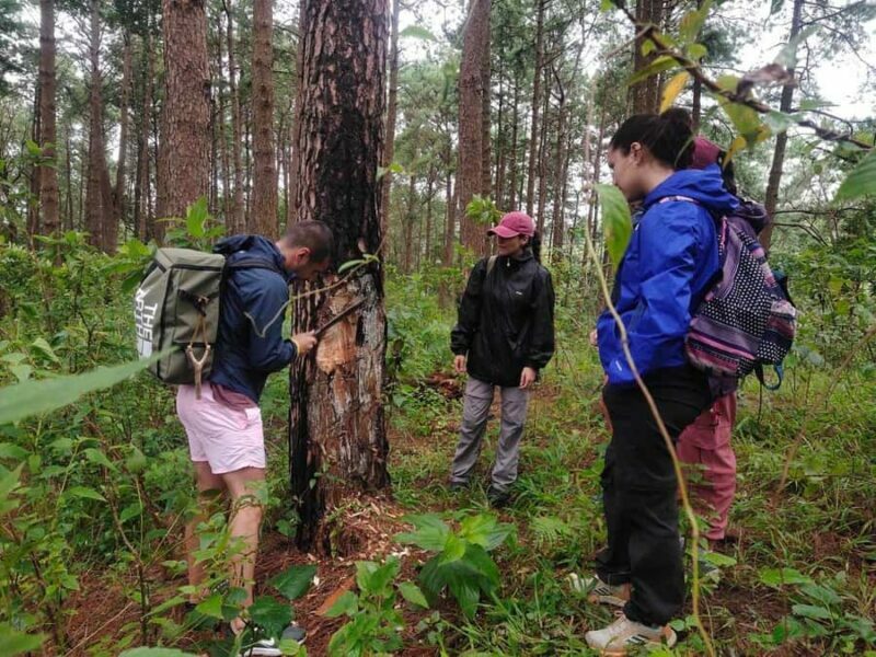Chiang Mai: 2-Day, 1-Night Non-Touristy Trek - Introduction: Discovering a True Jungle Trek