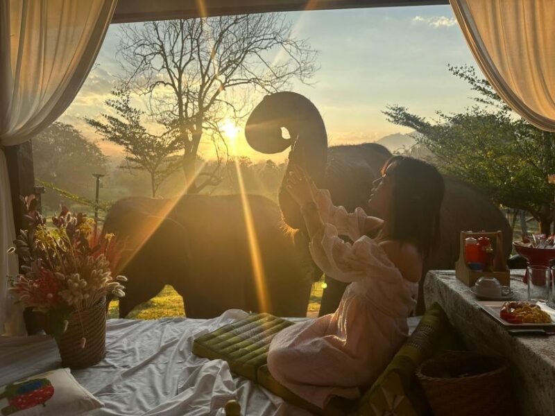 Chiang Mai: 2-Day Good Morning Elephant & Overnight Homestay - Day 1: Arrival and Elephant Care