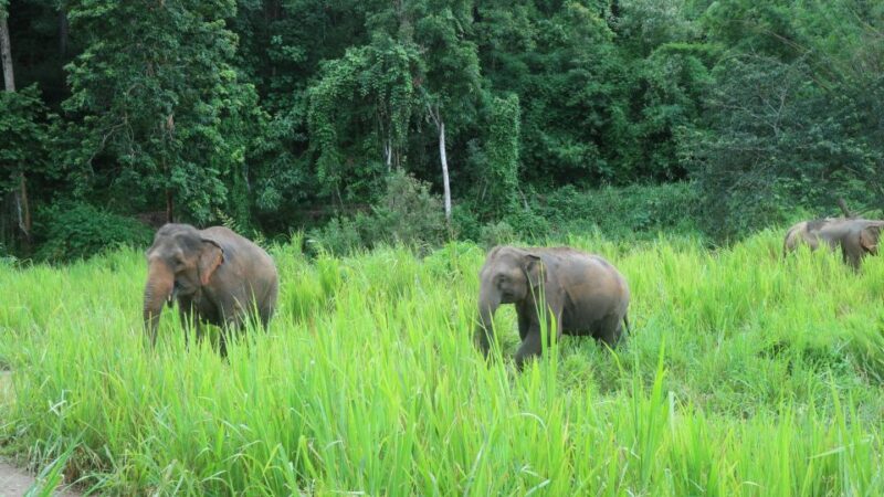 Chiang Mai: 2-Day Jungle Trek With Elephant Farm & Raft Ride - Cultural Interaction