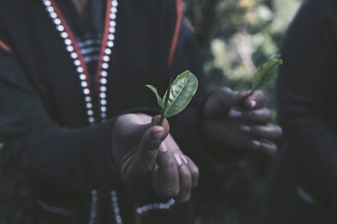 Chiang Mai: 2-Day LAHU Tribe & Tea Tourism Experience - Itinerary for Day 2