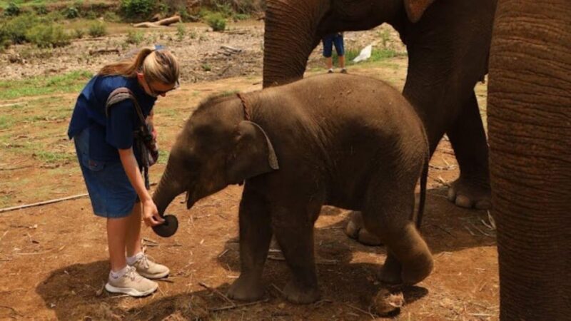 Chiang Mai: A Day in the Life of an Amateur Mahout - Becoming an Amateur Mahout for a Day