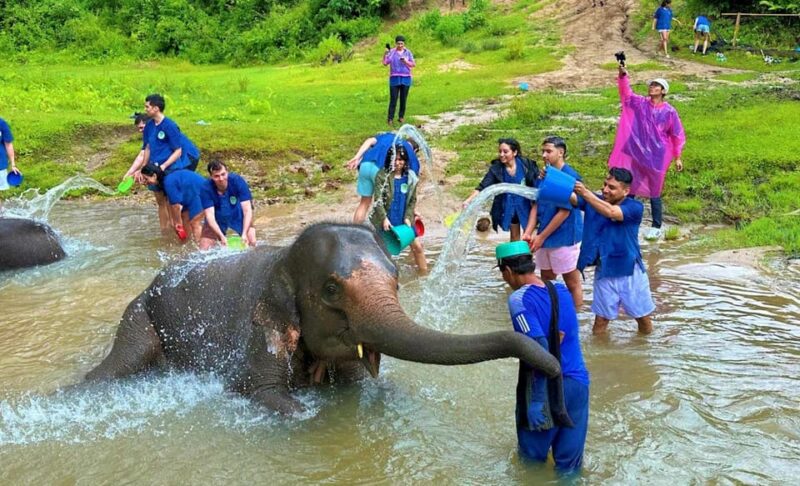 Chiang Mai: A Day in the Life of an Amateur Mahout - Hands-on Elephant Well-being Activities