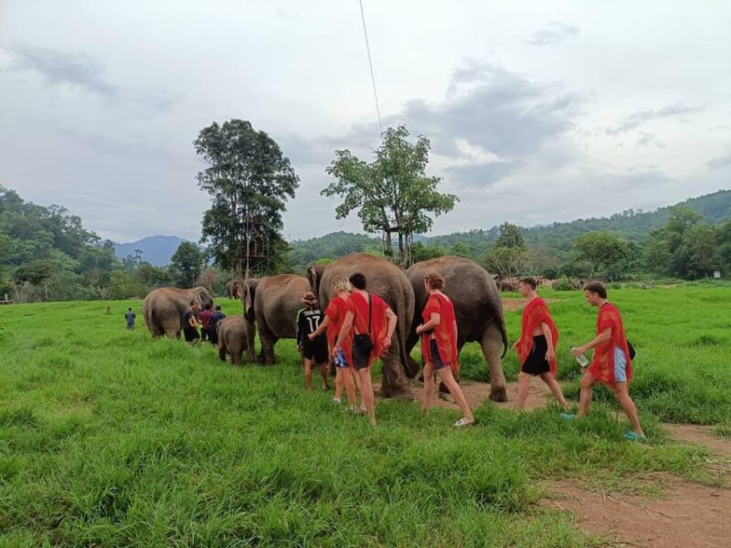 Chiang Mai : ATV Tour + Elephant Care - Pickup and Hotel Locations