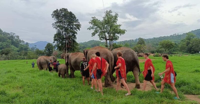 Chiang Mai : ATV Tour + Elephant Care - Elephant Care Experience Activities