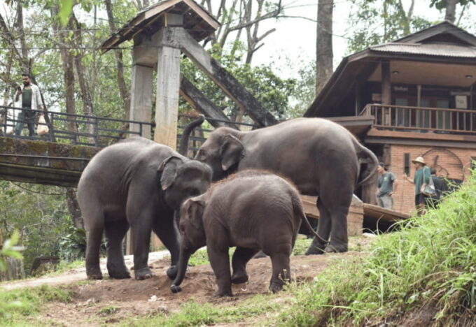 Chiang Mai: Bamboo Rafting With Hotel Transfers - Preparing for Your Adventure