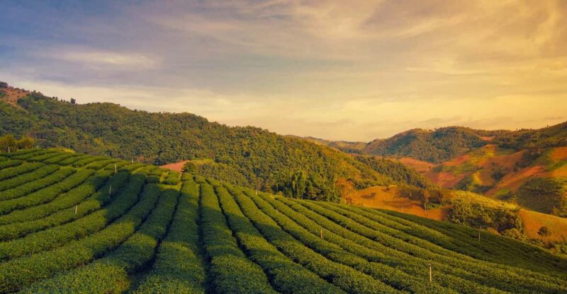 Chiang Mai: Chiang Rai & Doi Mae Salong Tea Plantation Tour - Key Points