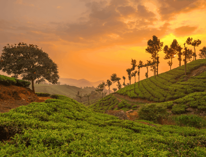 Chiang Mai: Chiang Rai & Doi Mae Salong Tea Plantation Tour - Exploring Doi Mae Salong
