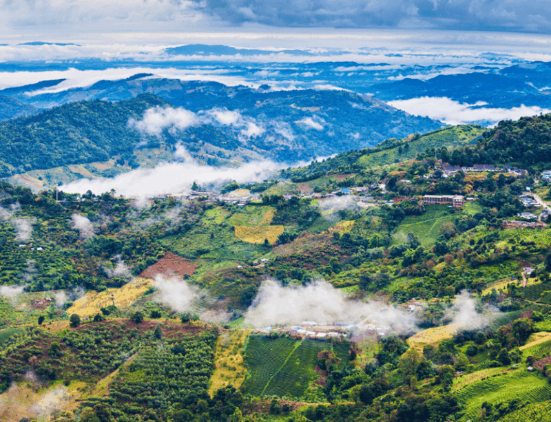 Chiang Mai: Chiang Rai & Doi Mae Salong Tea Plantation Tour - Tea Plantation Experience